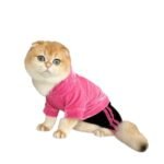 قطة أنثى أبسولو فوكس