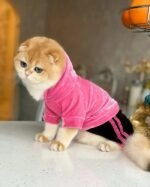 قطة أنثى أبسولو فوكس - Image 2