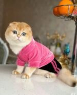 قطة أنثى أبسولو فوكس - Image 3