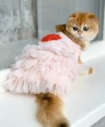 قطة أنثى أبسولو فوكس - Image 4